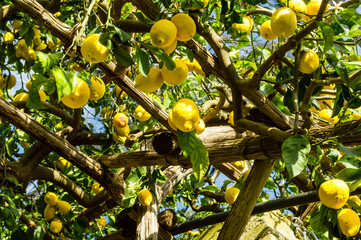 Vibrant lemons hanging from green branches. Sentiero dei Limoni. Ripe yellow lemons grow on trees...