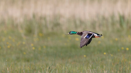 male mallard duck flying over field