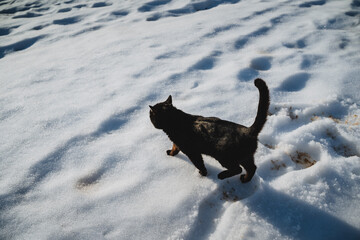 A sleek, black cat is gracefully walking through the pristine, white snow, its fluffy fur standing...