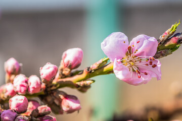 The Beautiful and Blooming Peach Blossom During the Enchanting and Lively Season of Spring
