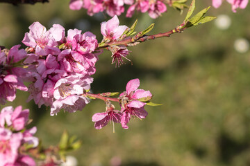 A Beautiful Pink Blossom in the refreshing Springtime Nature full of vibrant life and color