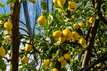 Vibrant lemons hanging from green branches. Sentiero dei Limoni. Ripe yellow lemons grow on trees in cultivated orchard. Photo taken on Path of Lemons, Amalfi Coast, Italy