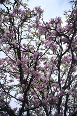 pink cherry blossom