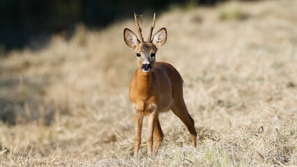 Young buck Roe deer Capreolus capreolus