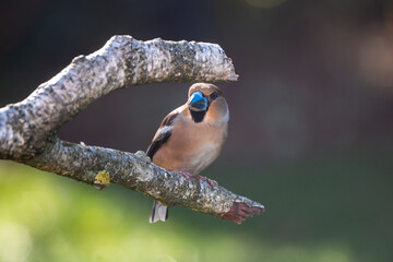 Hawfinch on a branch of a birch tree