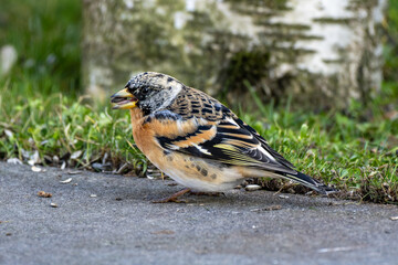 Brambling on a garden terrace
