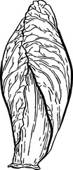 Endive. Vegetables. Hand drawn vector isolated sketch.