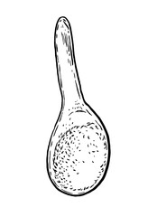 Moringa. Vegetables. Hand drawn vector isolated sketch.