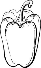 Capsicum. Vegetables. Hand drawn vector isolated sketch.