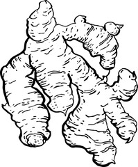 Ginger. Vegetables. Hand drawn vector isolated sketch.