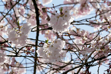 Beautiful Cherry Blossom Tree against a clear blue sky during a spring season in Burnaby, British Columbia, Canada