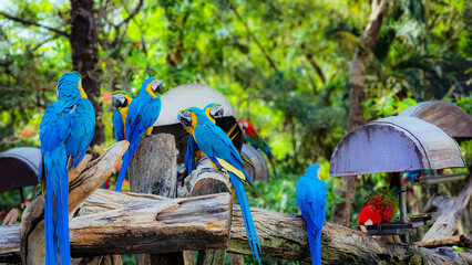 colorful parrot © Kesavan