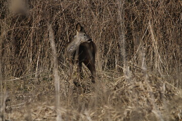 Roe deer does in a tall dry grass. Roe deer in natural environment in early spring. Wild roe deers. European roe deer -capreolus capreolus, Czech republic 
