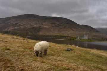 sheep in the mountains