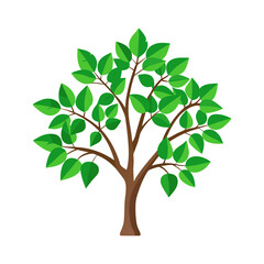 Obraz premium tree with green leaves on white background