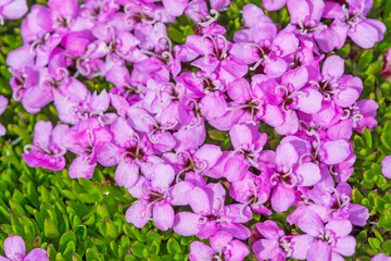 Close View of Moss Campion in the Arctic Tundra