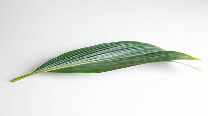 Green Leaf Isolated on White Background for Natural Decoration