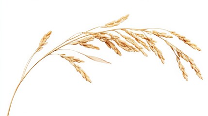 Delicate golden rice stem with grains against a white background
