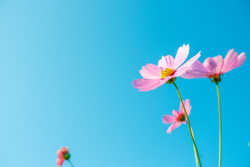 Field of Pink cosmos flowers blooming in garden,wild pink cosmos flowers in spring day,autumn season,view of the various cosmos flowers,Selective focus.
