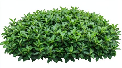 Obraz premium Lush Green Shrub with Vibrant Leaves for Landscaping and Gardening