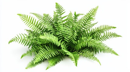 Lush Green Fern Plant with Detailed Leaf Structure on White Background