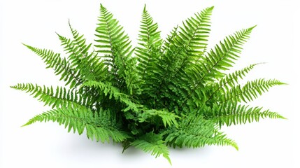 Lush Green Fern Leaves on a White Background for Nature Lovers
