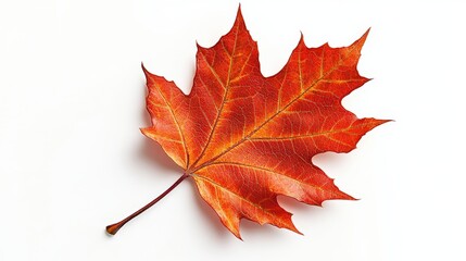 Vibrant Red Maple Leaf Isolated on White Background for Nature Themes