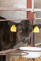 A purebred, Japanese Wagyu calf in a stable looking at the camera © Clint Austin