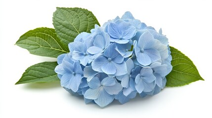 Blue Hydrangea Flowers with Green Leaves on White Background