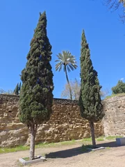 Fototapete Zypressen und Palme in Cordoba © Guido Miller