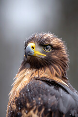Naklejka premium Close-up of a golden eagle's head and upper body, showcasing its sharp beak and feathers in rainy weather.