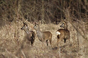 Roe deer does in a tall dry grass. Roe deer in natural environment in early spring. Wild roe deers. European roe deer -capreolus capreolus, Czech republic 
