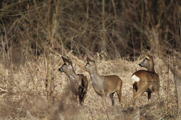 Roe deer does in a tall dry grass. Roe deer in natural environment in early spring. Wild roe deers. European roe deer -capreolus capreolus, Czech republic 
