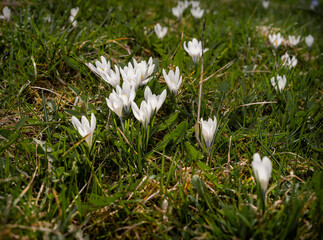 White mountain flowers, among the green grass