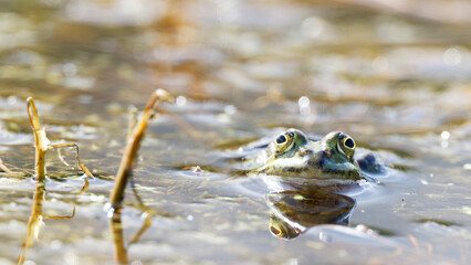 Common Frog , Rana temporaria in water , looking in to camera