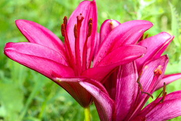 Fototapeta premium Pink lilies in full bloom with delicate petals and prominent stamens, set against a green blurred background in natural daylight