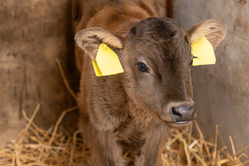 A purebred, Japanese Wagyu calf in a stable looking at the camera © Clint Austin