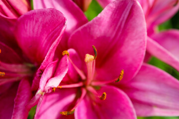 Pink lilies in full bloom with delicate petals and prominent stamens, set against a green blurred background in natural daylight