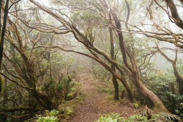 Fototapeta premium Mysterious Fog Blankets the Enchanted Forest Trail in El Pijaral Natural Reserve, Tenerife
