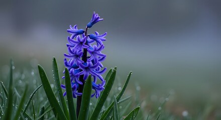 Hyacinth Flower Blooming in Spring Garden with Dew Drops Close Up
