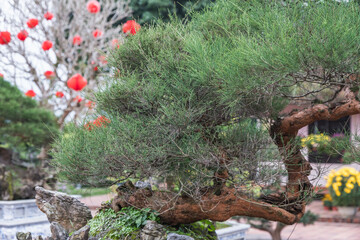 A tranquil and serene garden scene showcasing a blossoming tree alongside a decorative wall Thien Mu Pagoda Vietnam