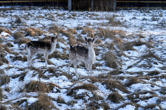 Two deer standing in the snow. The snow-covered ground and the deer's natural habitat create a sense of calmness and tranquility - Powered by Adobe
