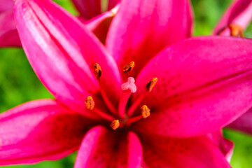 Fototapeta premium Pink lilies in full bloom with delicate petals and prominent stamens, set against a green blurred background in natural daylight