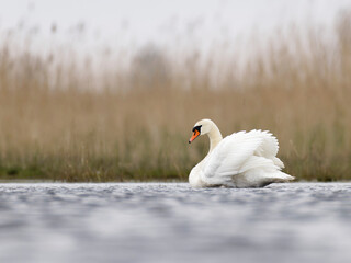 Mute swan (Cygnus olor),