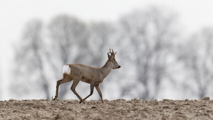 Roe deer , Capreolus capreolus walking , with regrowing antlers © Jacek