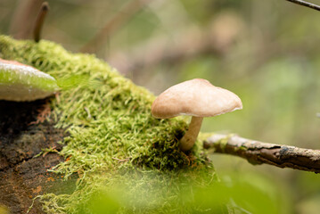 An inedible mushroom growing close-up on an old stump in the forest. Screensaver and background. Nature.