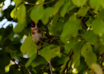 Colorful bird perched among lush green leaves in a tranquil garden during a bright sunny day