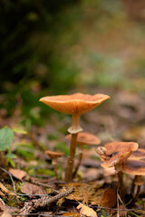 Close-up of a group of mushrooms growing in the forest. Mushrooms have brown caps and long, thin stems. Mushrooms.