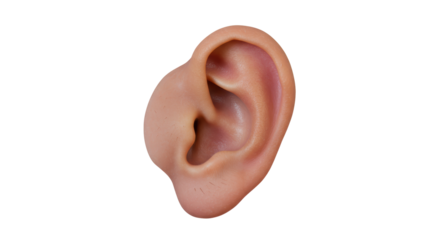 Isolated Human Ear Anatomy