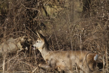 Roe deer does in a tall dry grass. Roe deer in natural environment in early spring. Wild roe deers. European roe deer -capreolus capreolus, Czech republic 

